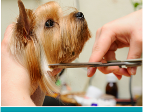 Mobile Dog Grooming Tucson